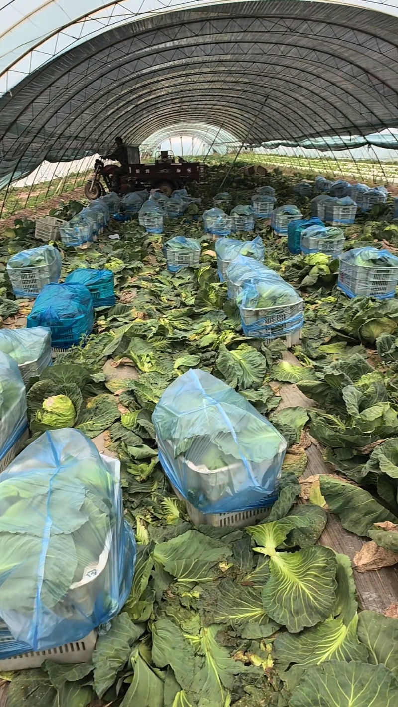 脆皮甘蓝，圆包菜，量大，有意者来电