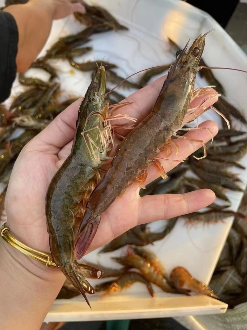 海对虾，一手货源，批发