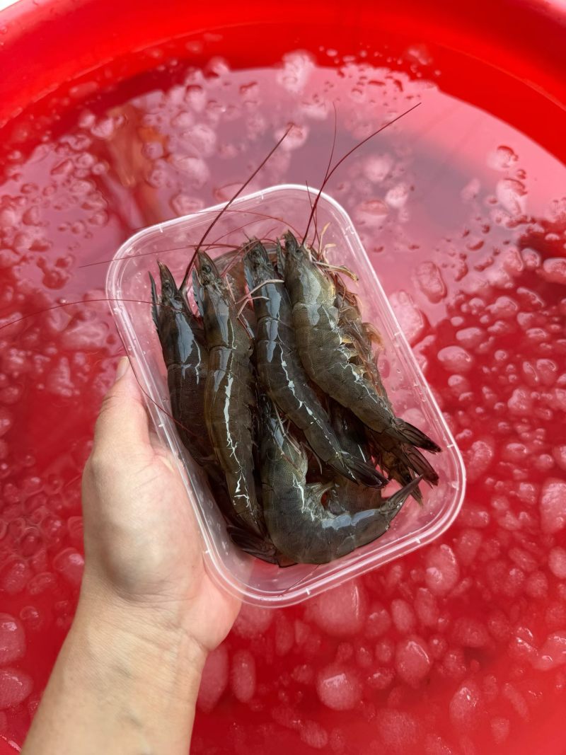 海对虾，一手货源，批发