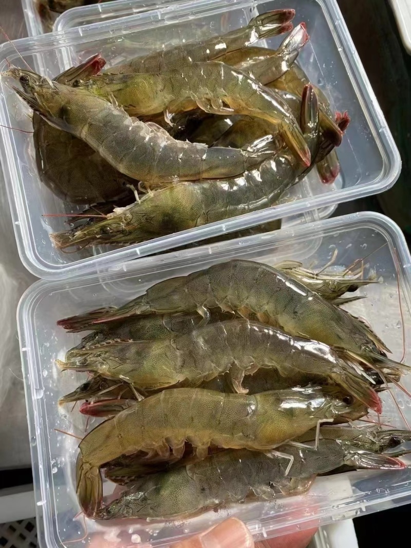 海对虾，一手货源，批发