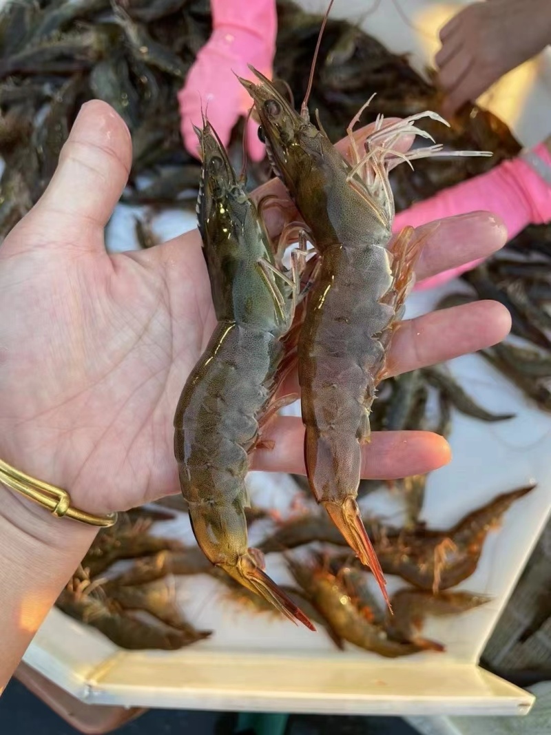 海对虾，一手货源，批发