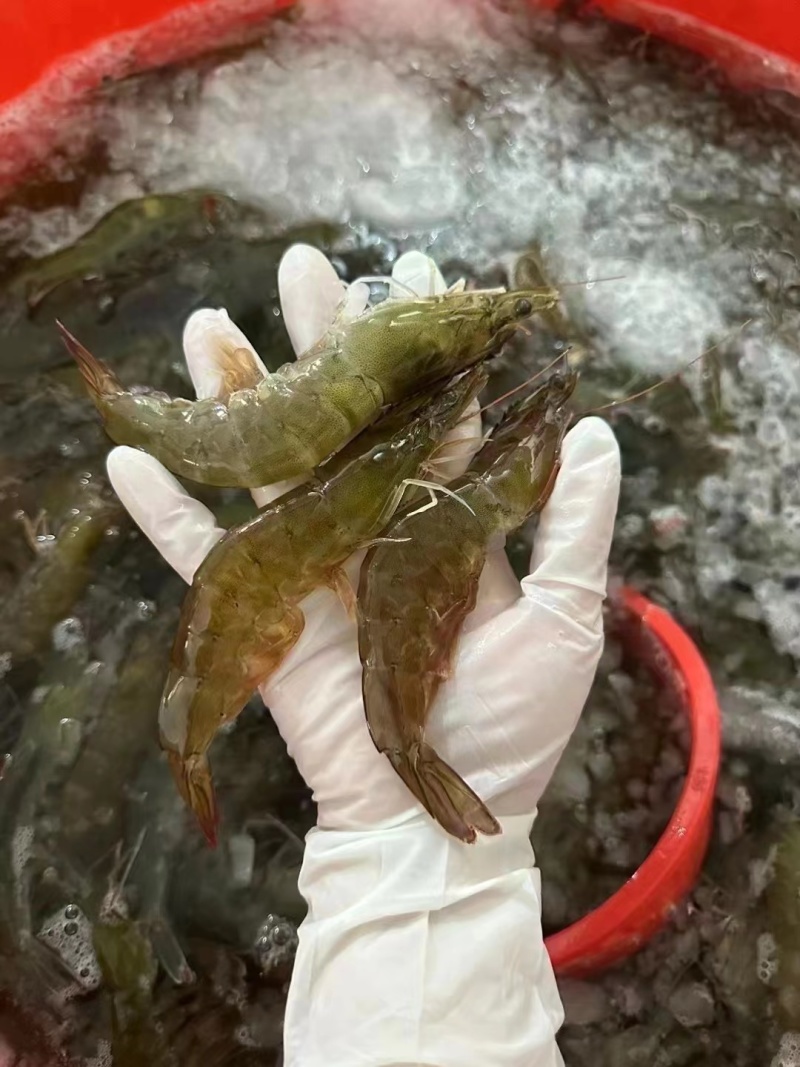 海对虾，一手货源，批发