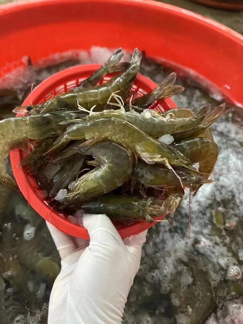 海对虾，一手货源，批发