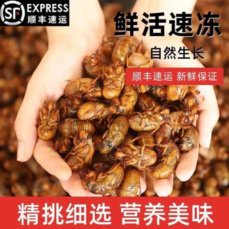 26年金蝉知了猴爬叉电商一件代发批发团购大量现货