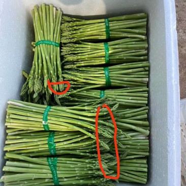 新笋老笋都有货，