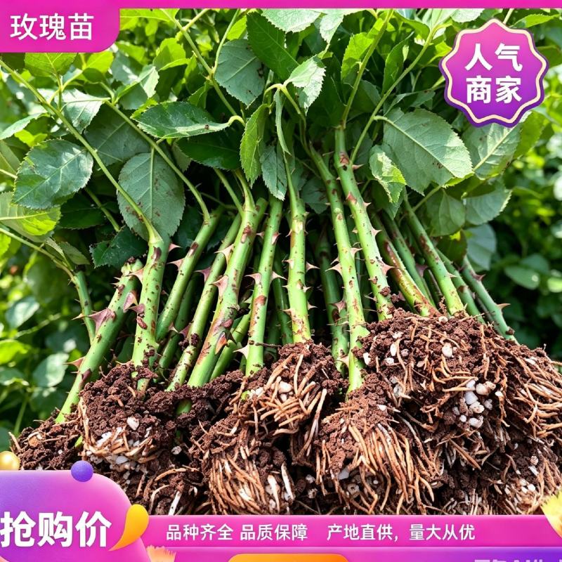 云南直发大花切花四季开花玫瑰花苗种苗多品种新品种盆栽地栽