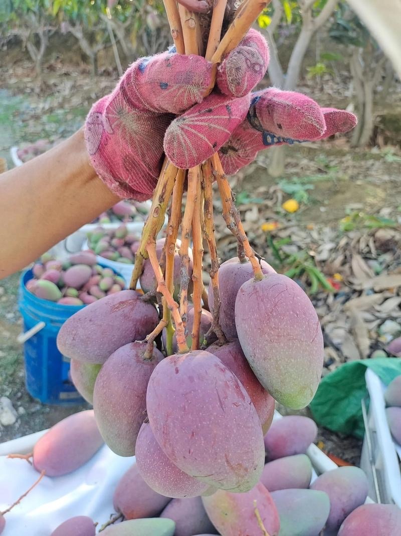 广东湛江雷州覃斗贵妃芒果产地直供整车代发