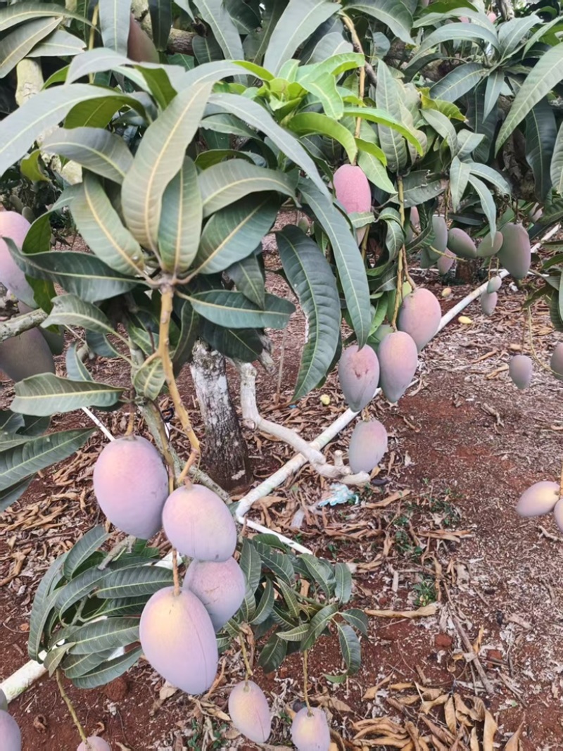 广东湛江雷州覃斗贵妃芒果产地直供整车代发