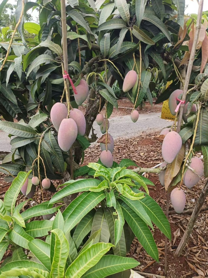 广东湛江雷州覃斗贵妃芒果产地直供整车代发