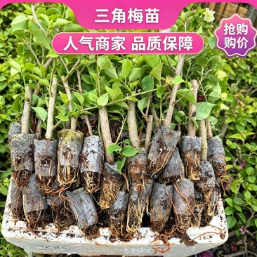带土球发货2年多色彩色品种三角梅杯苗基地直发盆栽苗绿化