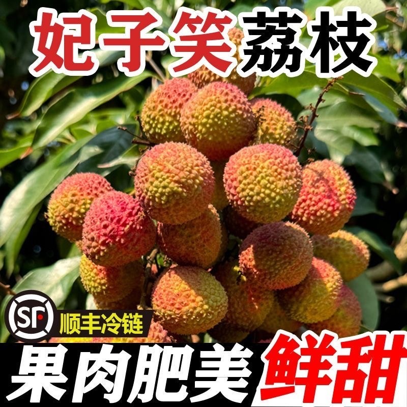 荔枝妃子笑荔枝现摘现发电商一件代发产地直发