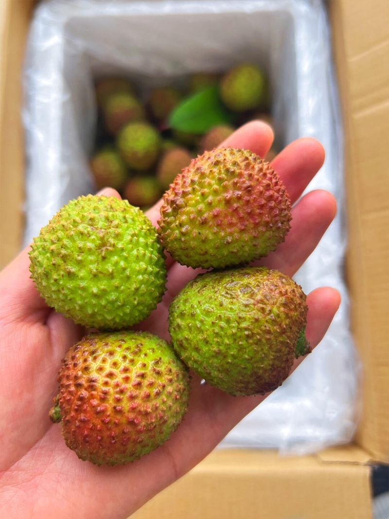 荔枝妃子笑荔枝现摘现发电商一件代发产地直发