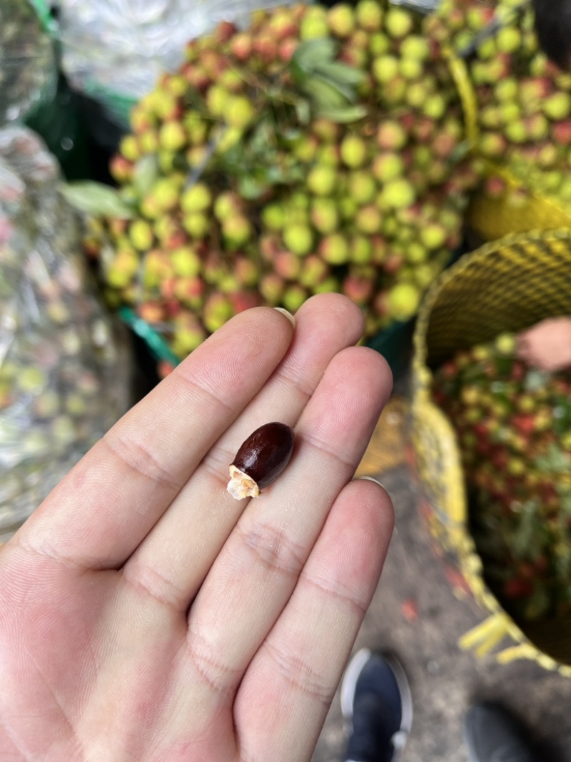 荔枝妃子笑荔枝现摘现发电商一件代发产地直发
