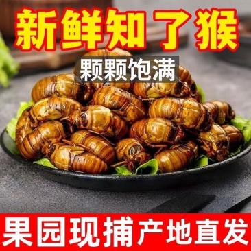 【电商代发】山东大金蝉知了猴爬叉猴电商代发