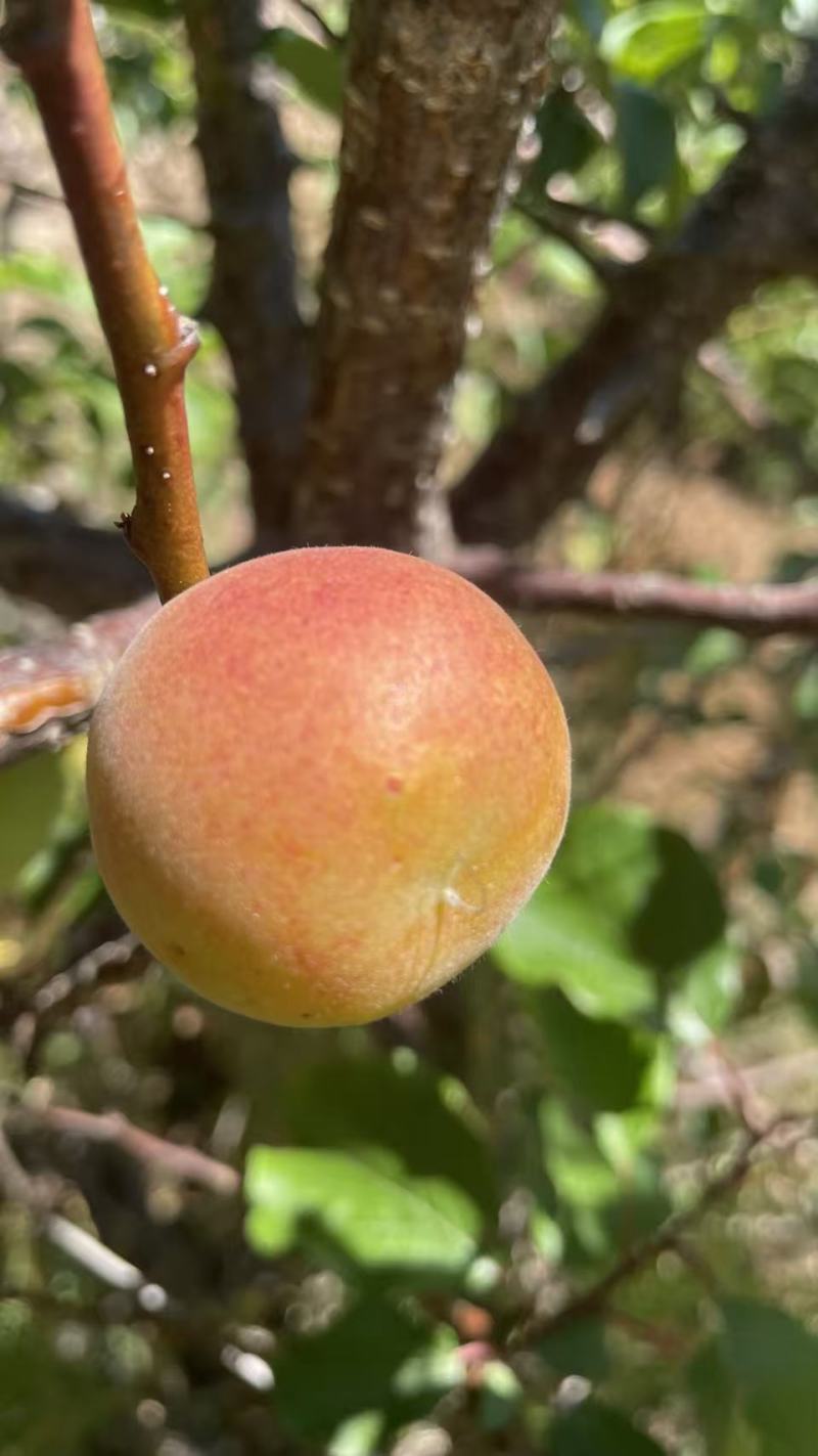 青梅胭脂梅