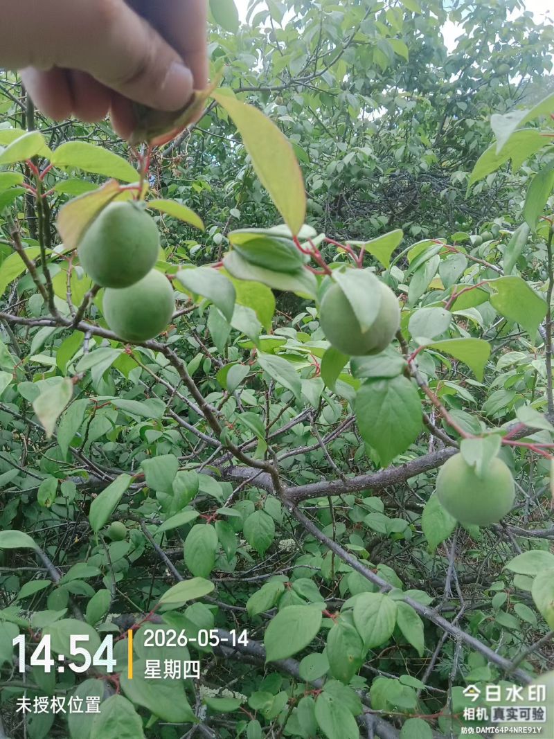 青梅胭脂梅