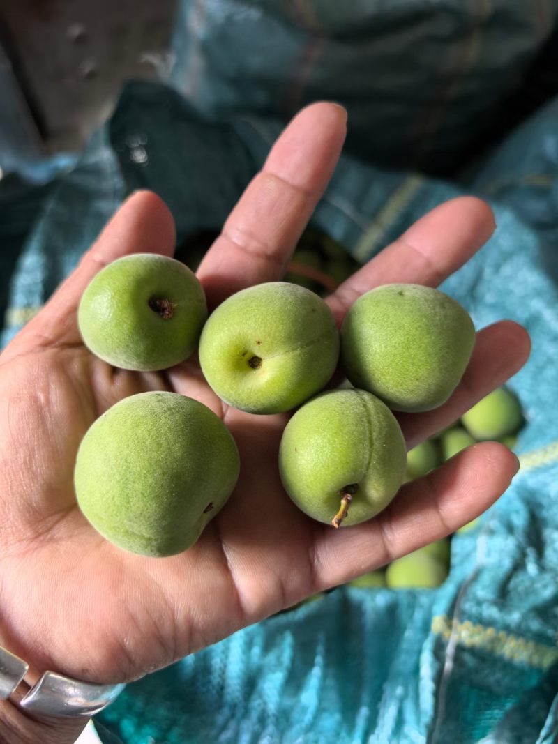 青梅胭脂梅