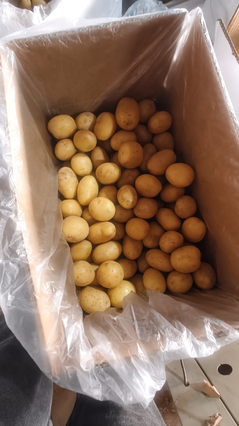 滕州精品小土豆新土豆，10公斤小箱八钱到一两四大量供应