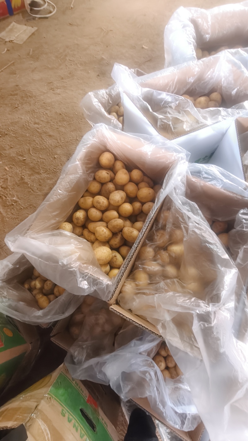 滕州精品小土豆新土豆，10公斤小箱八钱到一两四大量供应