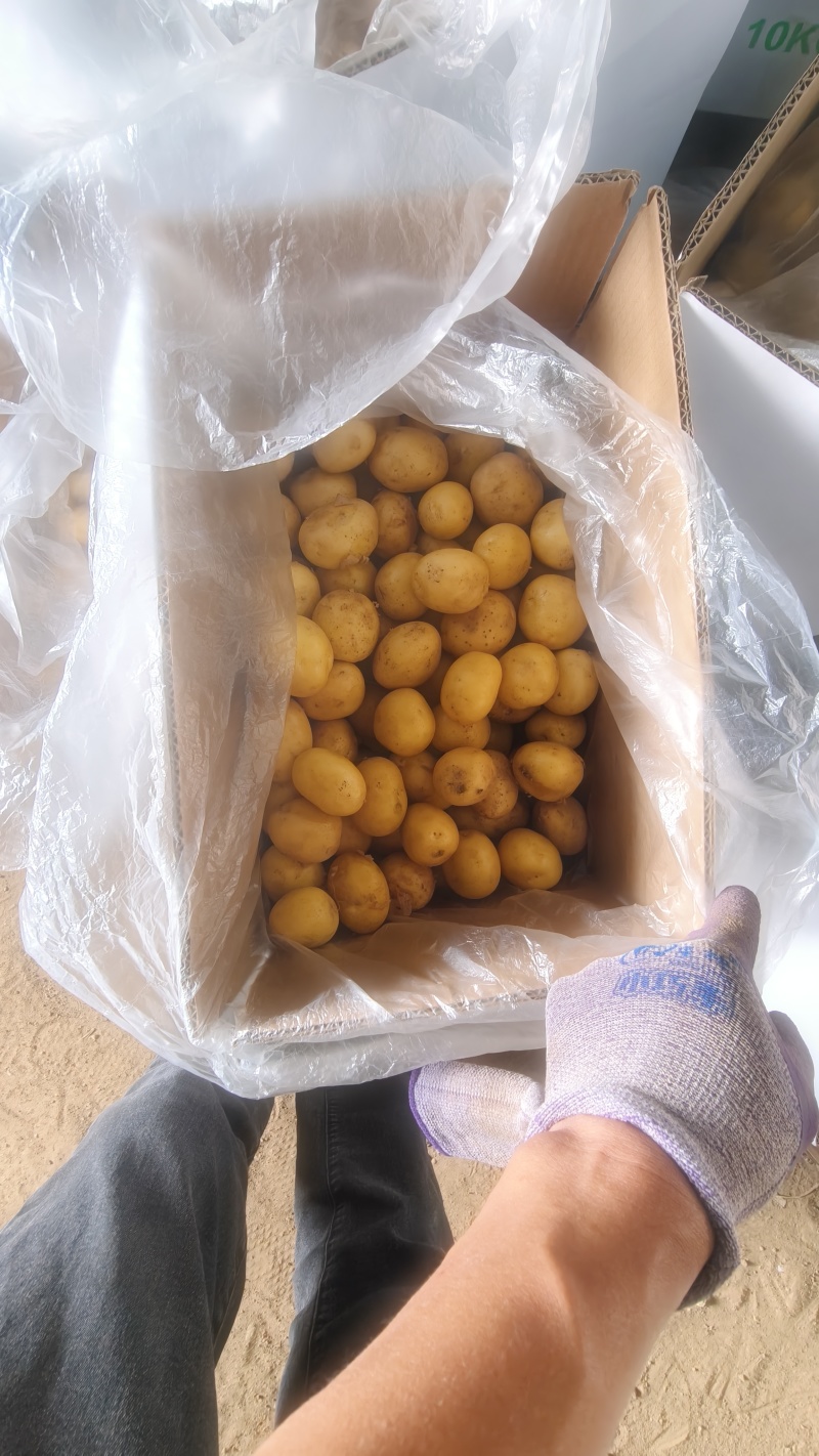 滕州精品小土豆新土豆，10公斤小箱八钱到一两四大量供应