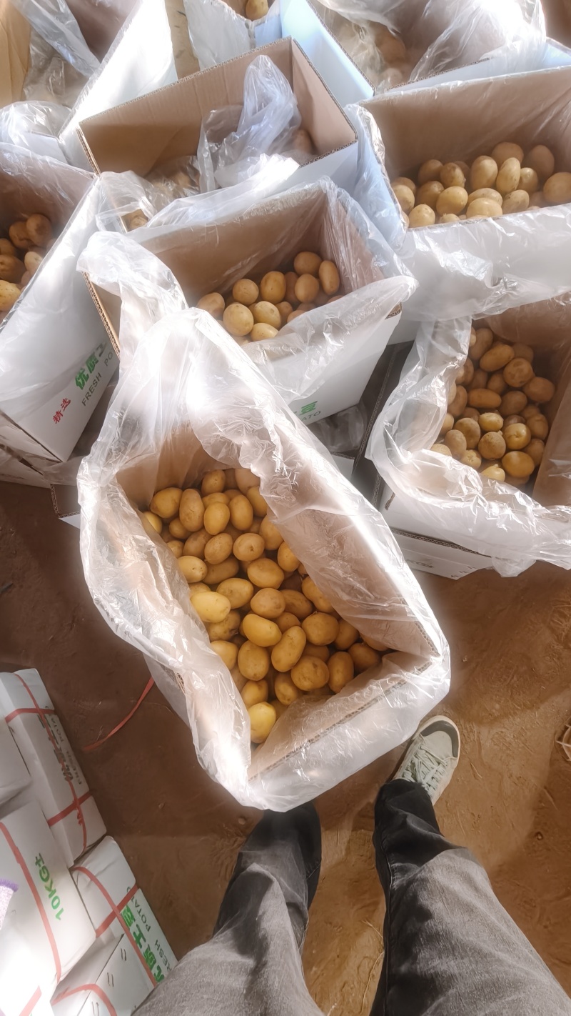 滕州精品小土豆新土豆，10公斤小箱八钱到一两四大量供应