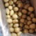 滕州精品小土豆新土豆，10公斤小箱八钱到一两四大量供应