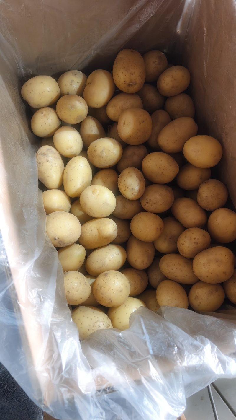 滕州精品小土豆新土豆，10公斤小箱八钱到一两四大量供应