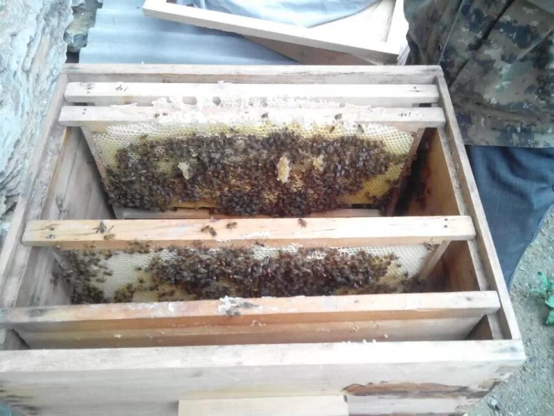 陕西高山蜂蜜品质上乘量大价优欢迎来电洽谈合作