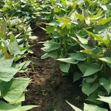 河南精选哈密红薯苗基地直供质量保证一手货源全国发货