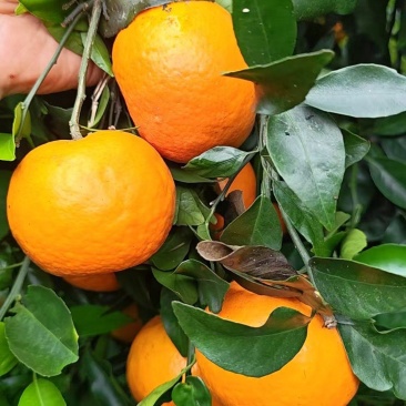 沃柑
