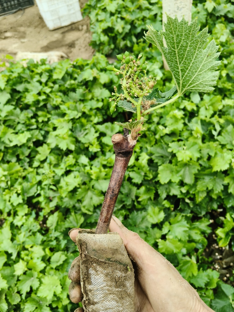 北冰红酒葡葡苗，抗低温，北方冬天不用下架，抗寒抗旱，丰产