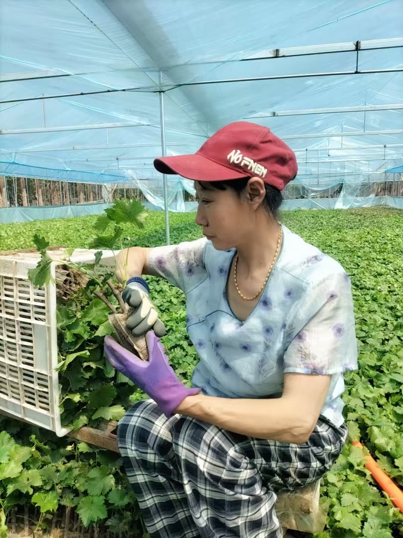 北冰红酒葡葡苗，抗低温，北方冬天不用下架，抗寒抗旱，丰产
