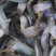 4-5万斤台湾泥鳅一斤35尾
