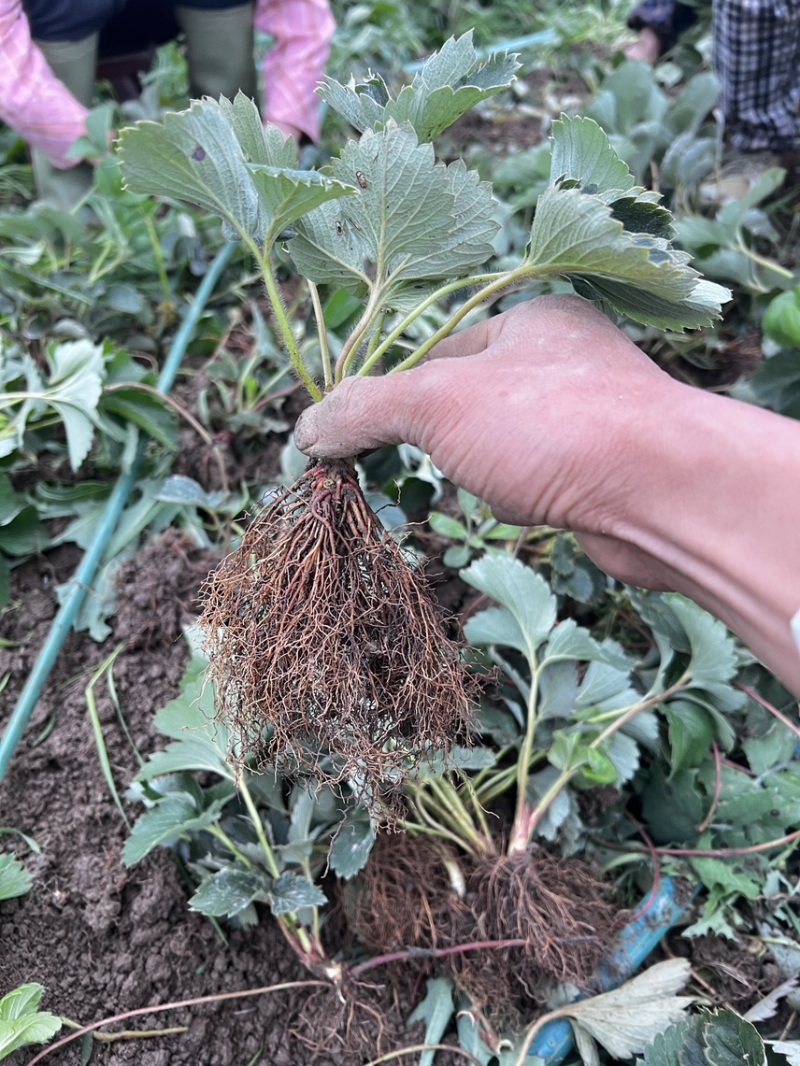 越雪妃草莓苗四季白草莓苗基地直发假一赔十