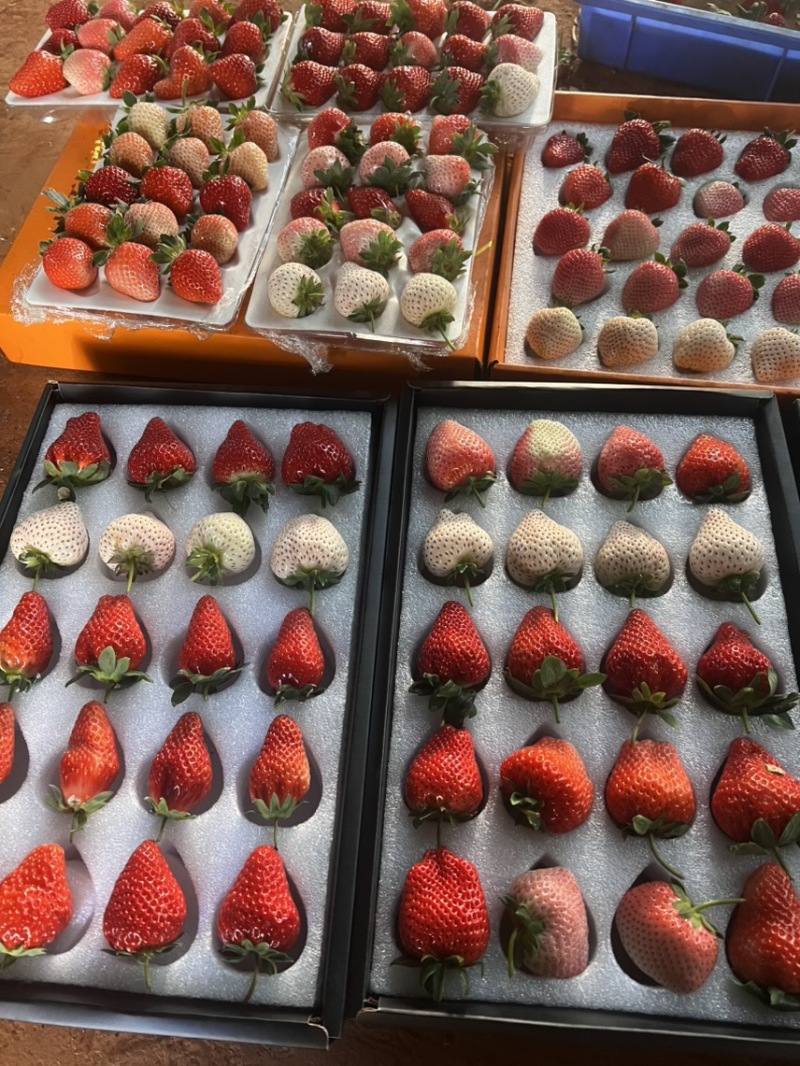 越雪妃草莓苗四季白草莓苗基地直发假一赔十