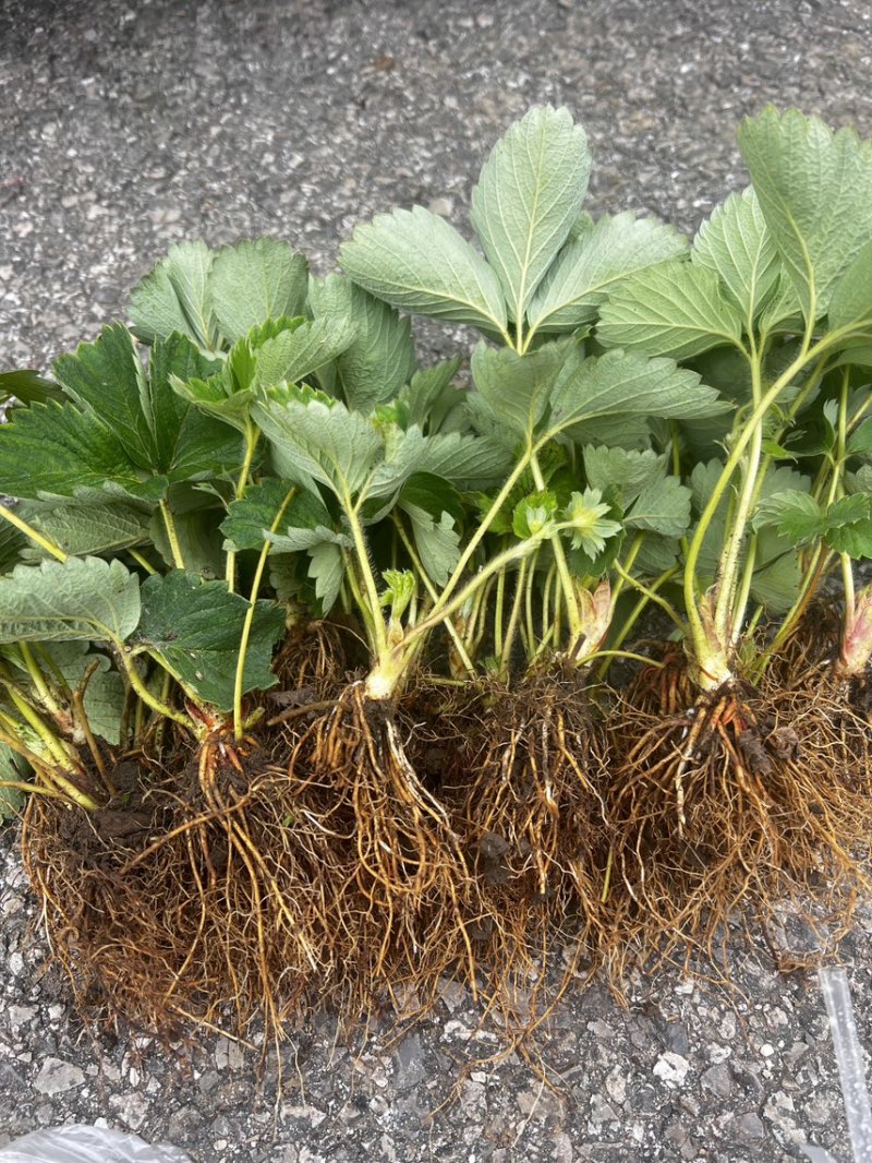 越王草莓苗假一赔十基地直发