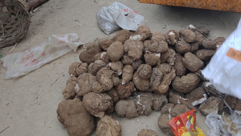 茯苓价格美丽随时可聊现货秒发品质保证新鲜的可以批发