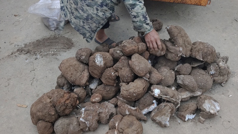 茯苓价格美丽随时可聊现货秒发品质保证新鲜的可以批发