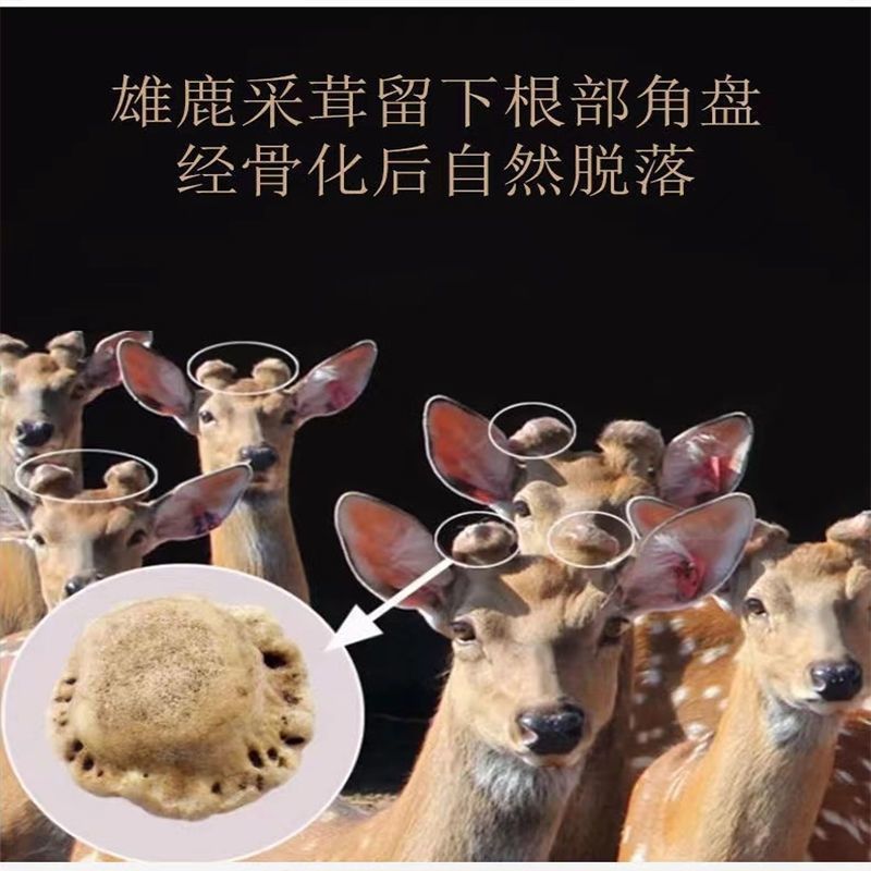 正宗东北梅花鹿正品鹿角帽粉通乳腺正宗吉林鹿乡鹿托盘粉
