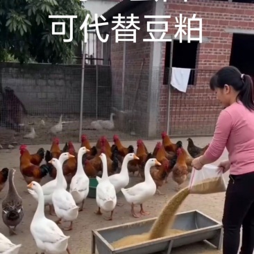 4..虫源复合蛋白下料蛋白43个适口性好可代替豆粕