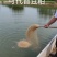 4..虫源复合蛋白下料蛋白43个适口性好可代替豆粕