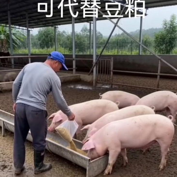 5..虫源复合蛋白下料蛋白43个适口性好可代替豆粕