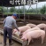 5..虫源复合蛋白下料蛋白43个适口性好可代替豆粕