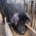 5..虫源复合蛋白下料蛋白43个适口性好可代替豆粕
