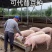 5..虫源复合蛋白下料蛋白43个适口性好可代替豆粕