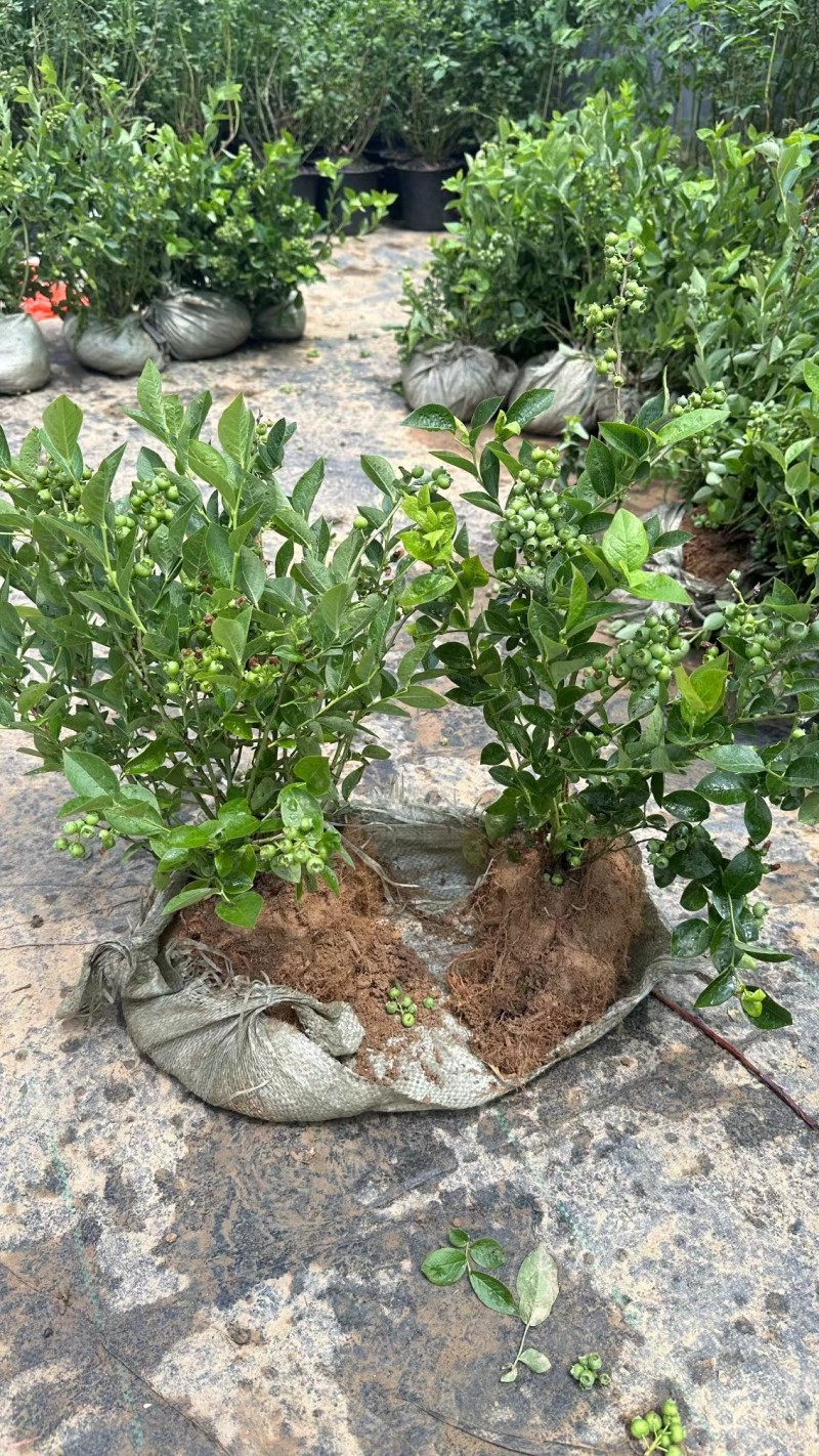 蓝莓苗精品