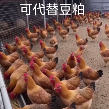 2..虫源复合蛋白下料蛋白43个适口性好可代替豆粕
