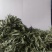 新品甜叶菊特级天然甜味花茶甜叶菊正品罐装天然花草茶泡茶水