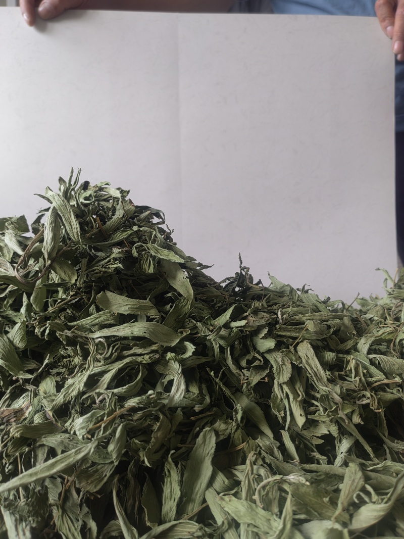 新品甜叶菊特级天然甜味花茶甜叶菊正品罐装天然花草茶泡茶水