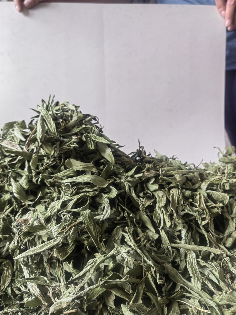 新品甜叶菊特级天然甜味花茶甜叶菊正品罐装天然花草茶泡茶水
